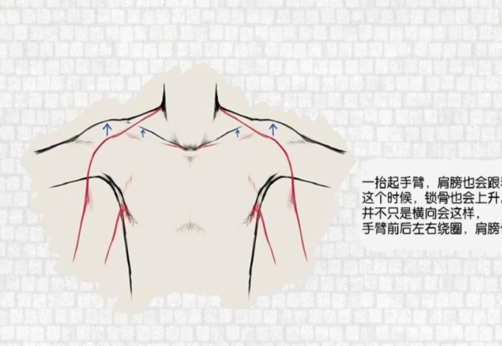 人体基础绘画讲座之颈部的画法教程的图片