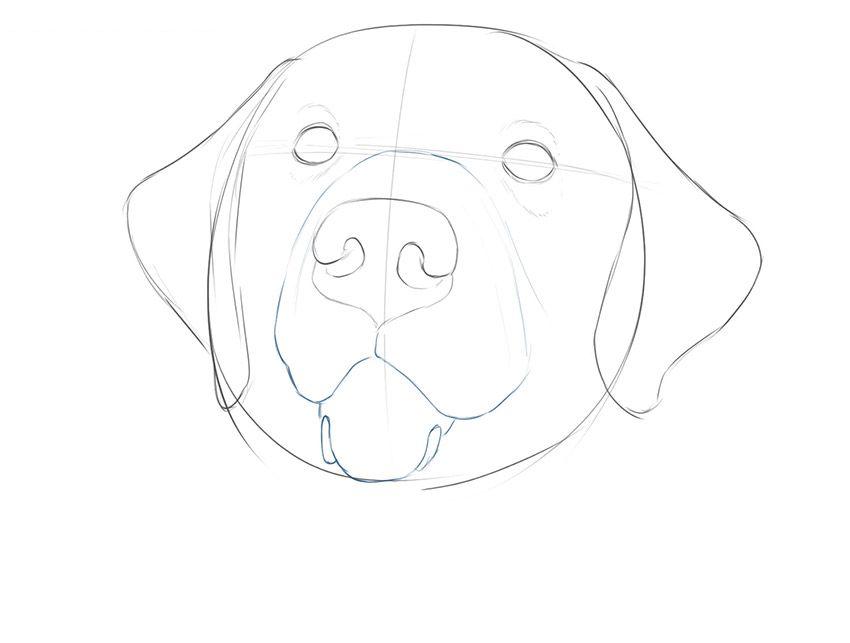 如何画一张逼真的狗脸