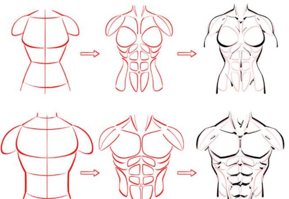 人体与肌肉绘画教程的图片