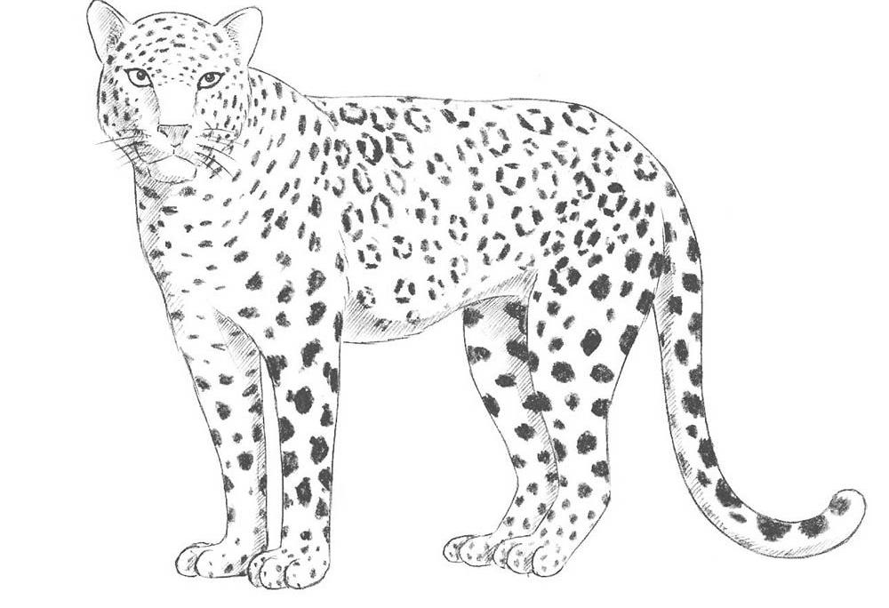如何画一只豹子